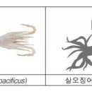 “산란기 오징어 지켜주세요” 4~5월 ‘오징어 금어기’ 이미지