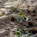 늠내길 1코스 숲길 이미지