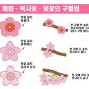 스시카야