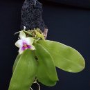 Phalaenopsis bellina f. coerulea 이미지