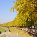 은행나무길 이미지