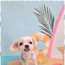 메리몰펫샵 이미지