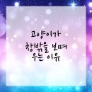 하모니 동물병원 | 고양이의 창문 밖 하모니! 영등포구동물병원