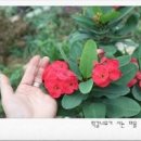 꽃기린