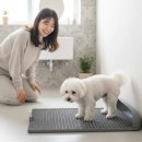 혁신환경 | 독톡 배변판 후기, 냄새·청소·환경 모두 잡은 진짜 혁신템