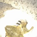오일양어장 Daum카페
