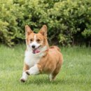 어화댕댕 이미지