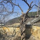 석정복어 이미지