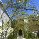 구암동276 | [대구칠곡카페] 단체자리가 있는 대형카페, 여름 수국과 넓은 좌석이 좋은 소소래(다소 혹평)