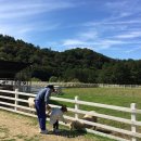 강정목장 이미지