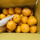 부자농산 | 제주감귤 부자농산 감귤3kg 제주귤택배 솔직후기