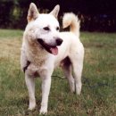 진도개영농조합 이미지