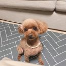 미쓰박 펫 살롱 이미지