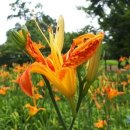 색연필로 쉽게 따라 그리는 꽃그림 이미지