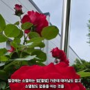 가운데 이미지