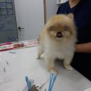 광교 우리들동물병원 이미지