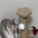 파주고양이미용 반하나캣 이미지