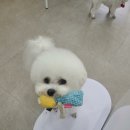 퐁실하개 이미지