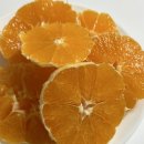 4527 | [내돈내산] 불로초 고당도 12.5brix 감귤 솔직 후기