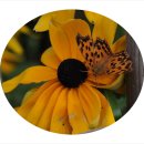 별총총바다풍경 이미지