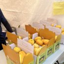 여주마트 | 제철 과일 참외 품종 추천 '여주 금사참외 축제' 후기 맛있는 참외 고르는 법 효능
