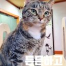 냥플레이스 이미지