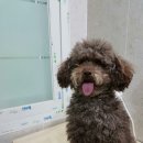 응답하라 몽몽이 이미지