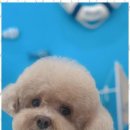 아지묭실 이미지