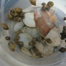 꽃지다은 이미지