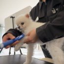 가야유치원 | 수원애견유치원 오십케이 후기 (주차장 안내)