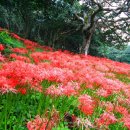 선운사꽃무릇 이미지