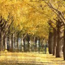 곡교천 은행나무길 이미지