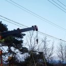 양평특수견 이미지