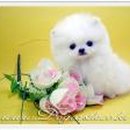 명품애견 이미지