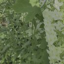 개망초와 떡갈잎 수국 이미지