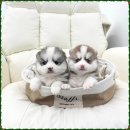 신도시켄넬 | 길동강아지분양 폼스키 작고 사랑스러운 늑대요정