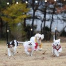 울미숲카페 | 포천 애견카페 울미숲 후기｜천연잔디 운동장에 반해서 2주 연속 재방문한 이유