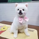 뽀송이네 펫살롱 | [금천구 애견미용] 금천구 강아지 미용 포근펫살롱 미용후기