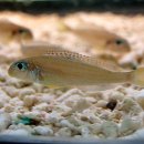 디스커스코리아 이미지