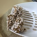 파브 | 식물섬유고양이모래 사용 후기 | 파브이브펫 파브이브모래 먼지 날림없는 모래