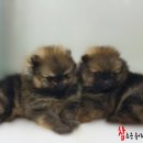 참 조은 훈이네 강아지 이미지