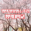 평택대학교 | 평택 벚꽃 명소 추천 |평택대학교 벚꽃축제 벚꽃개화시기 &amp; 후기