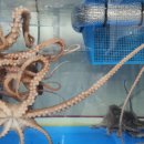 정가네 해물삼합 이미지