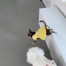 망원견 애견유치원&애견호텔 이미지