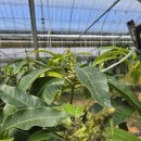 서홍농장 이미지