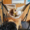 애견카페 펍 곰곰 이미지