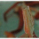 울진 붉은대게 통통한 왕다리살의 쫀득쫀득한 붉은맛이 눈에 삼삼한 후포항 한마음대게수산 이미지