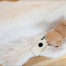 야옹아 멍멍해봐 강아지고양이 평택점 이미지