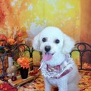 댕댕아야옹 이미지