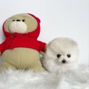 사랑하개 이미지